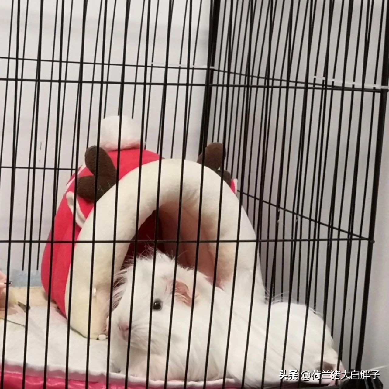 荷兰猪科学喂养的食谱有哪些？