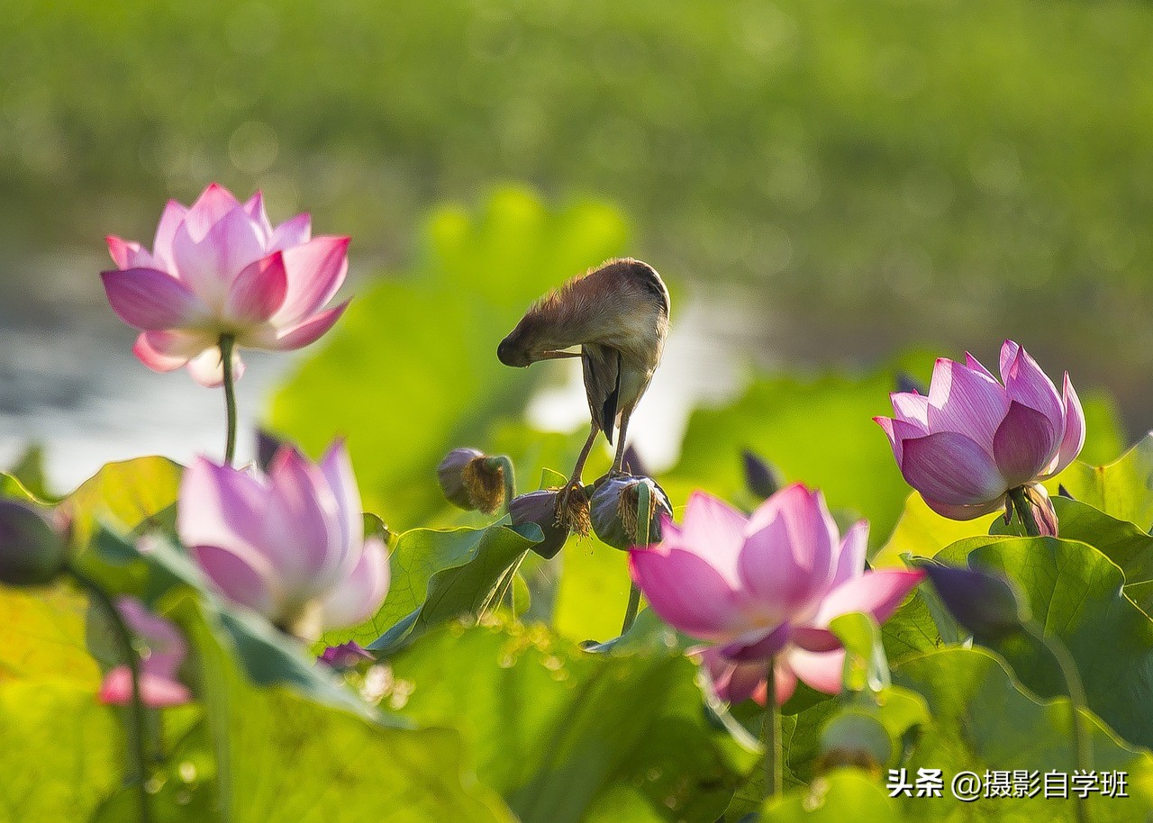 荷花照片拍摄注意事项,荷花照片的摄影分析
