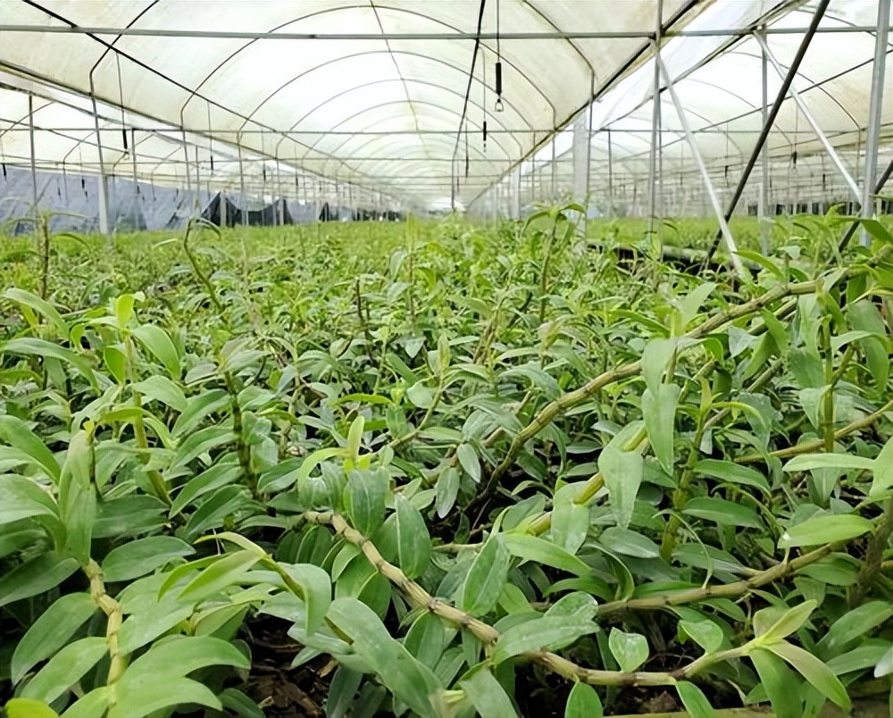 曾卖300元一斤的水果现在卖不出,真正的铁皮石斛在哪里能买得到