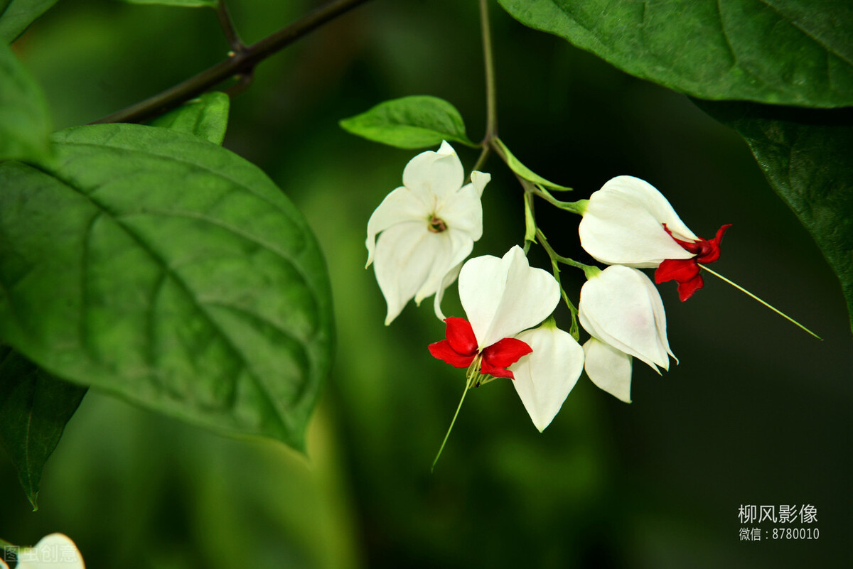 太实用了！45种常见植物养殖方法大全