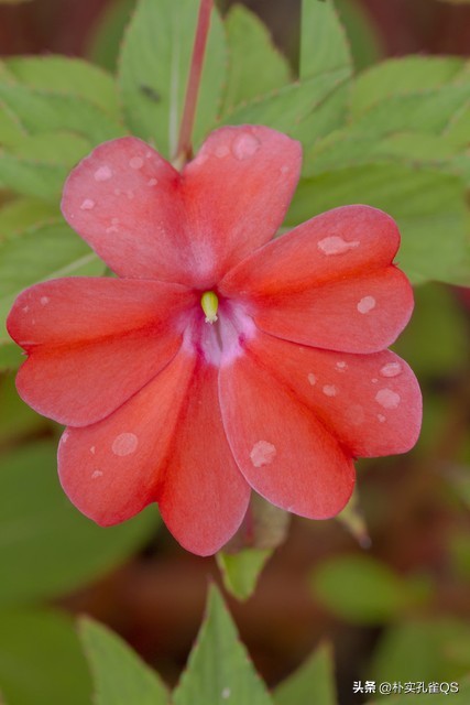 凤仙花种子,凤仙花怎么养