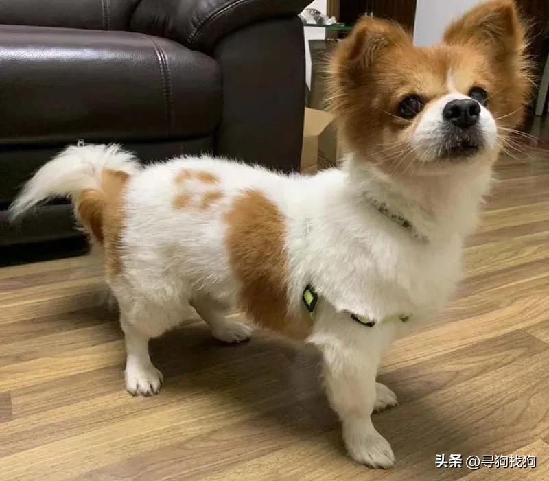 广东中山蝴蝶犬串串领养,附近的蝴蝶犬串串出售