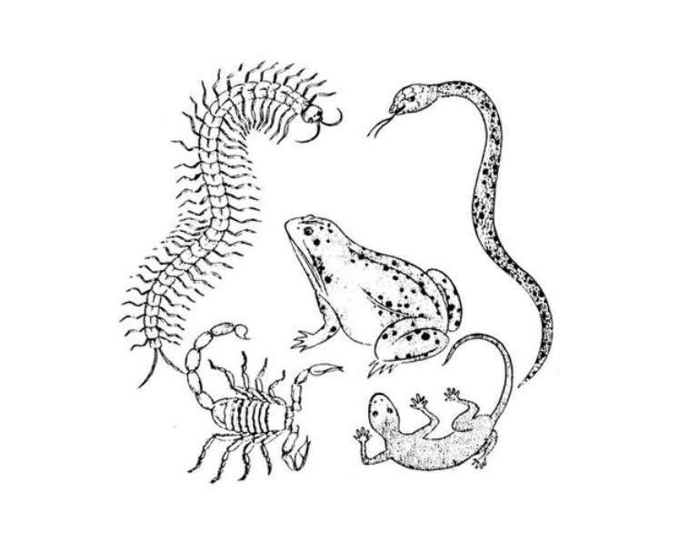 艾叶的功效作用百科,艾叶神奇功效