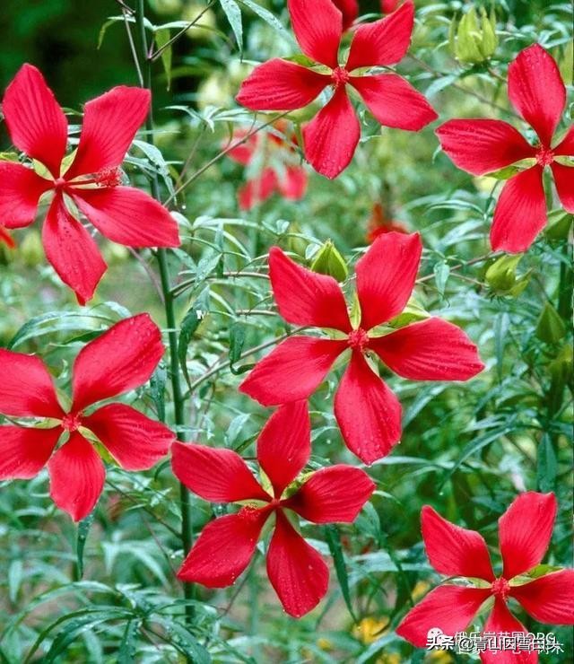 花有手掌大，能开半年，是污水治理的能手，还是绿化工程的香饽饽