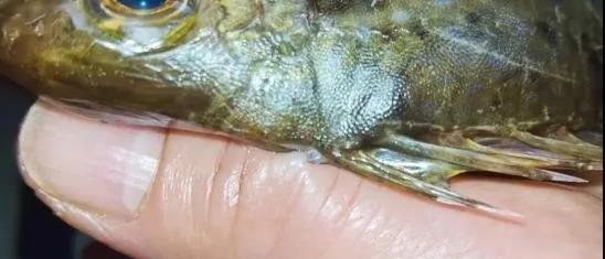 被鱼刺到手虾刺感染细菌截肢,手被河里的鱼刺伤会感染什么细菌