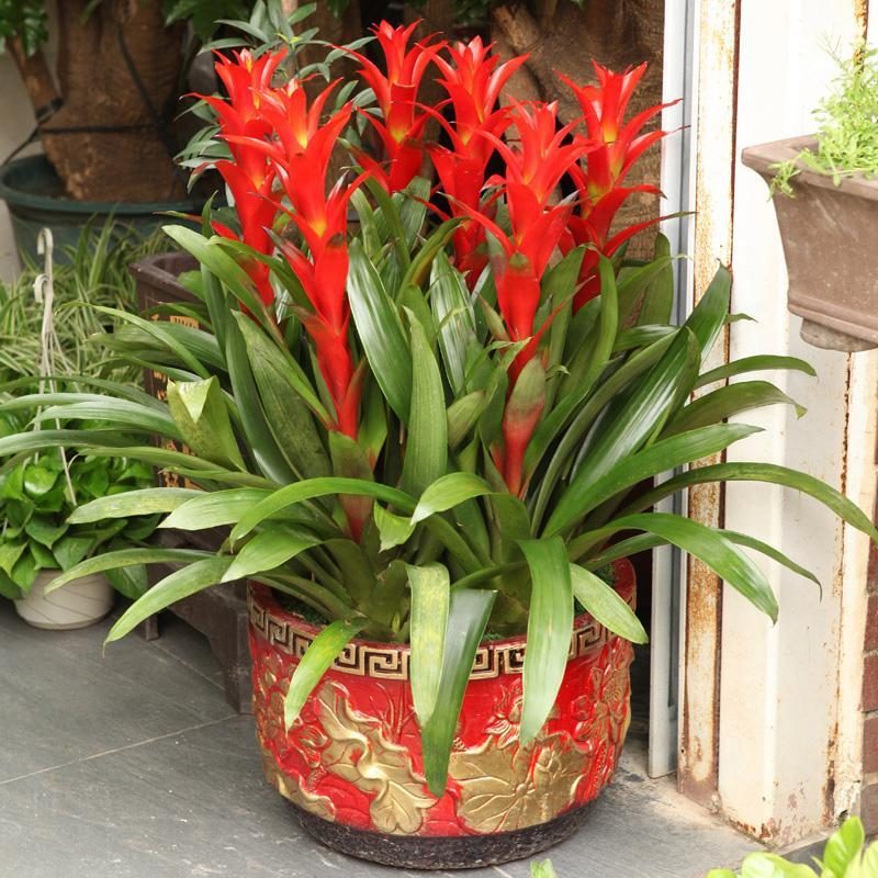 代表富贵吉祥的花草,有寓意的花草名