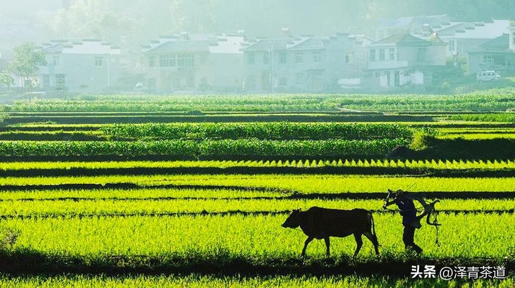谷雨适合喝什么茶,谷雨喝什么茶叶