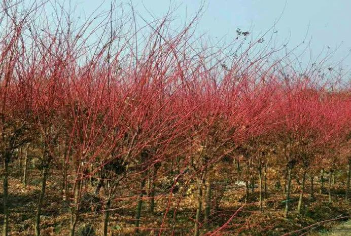 「秋天必看」枫树图鉴22年版——鸡爪枫及日本枫篇