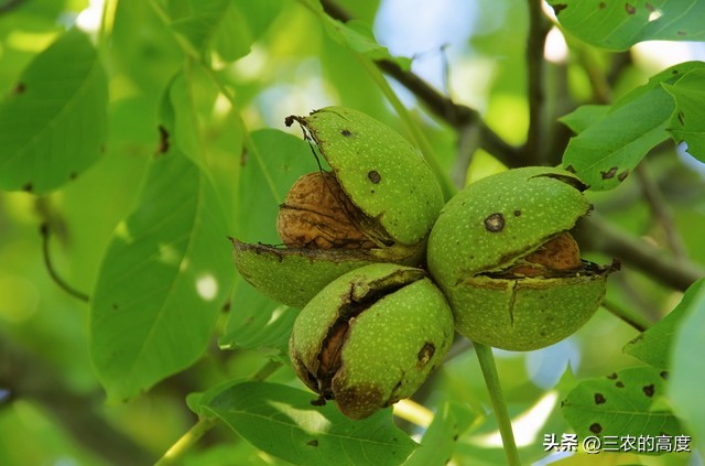 核桃的病虫害防治打什么药,核桃病虫害怎么防治