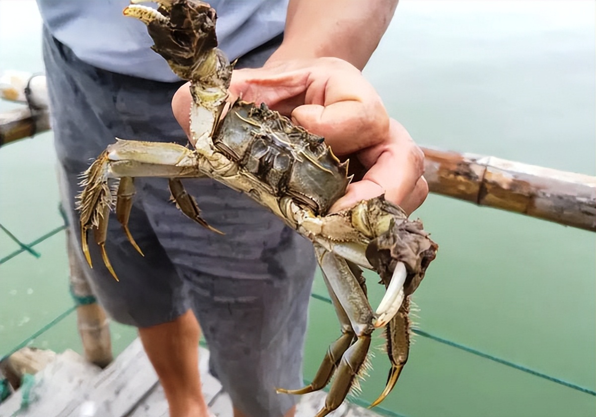 阳澄湖大闸蟹因持续高温产量减少,持续高温影响阳澄湖大闸蟹蜕壳