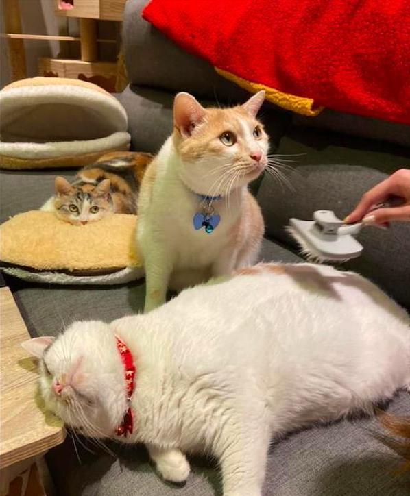 猫咪爱你的症状,猫咪想养你的10大征兆