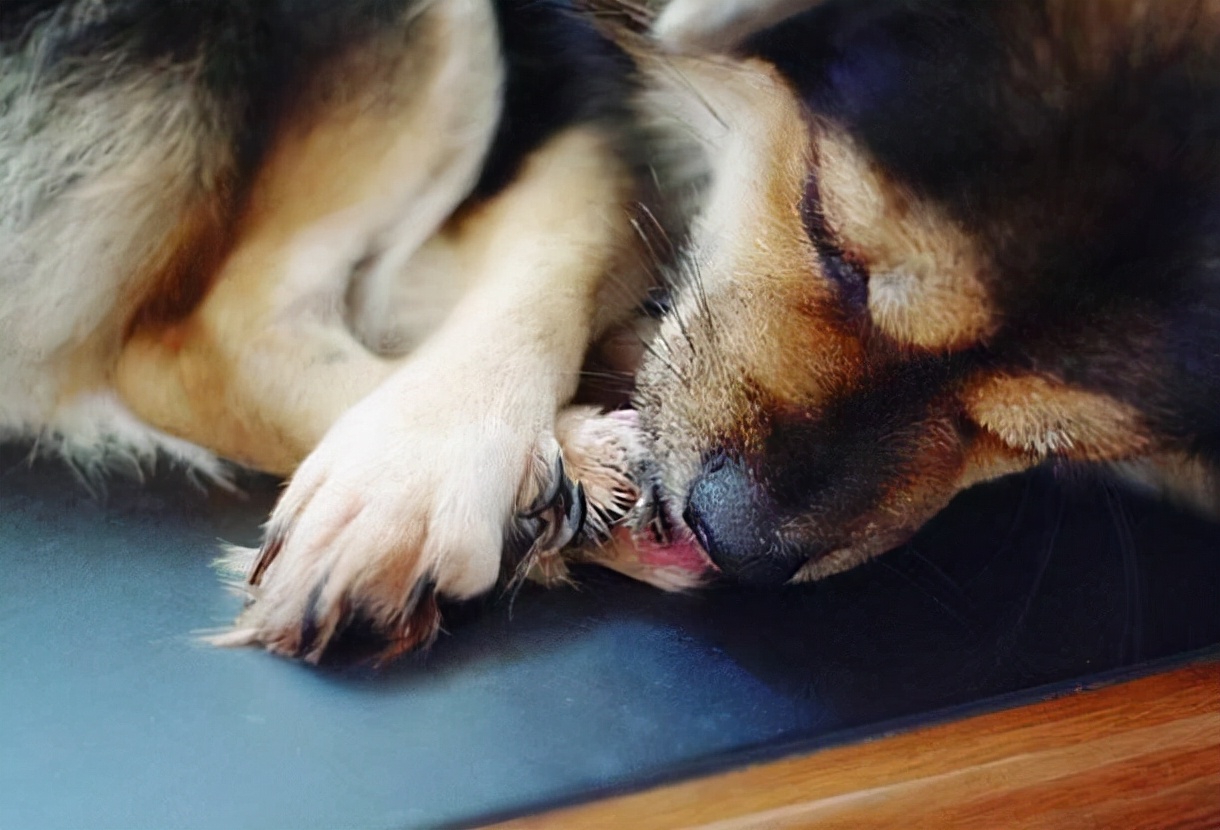 狗狗频繁舔主人怎么回事,狗狗突然到处舔频繁吞咽