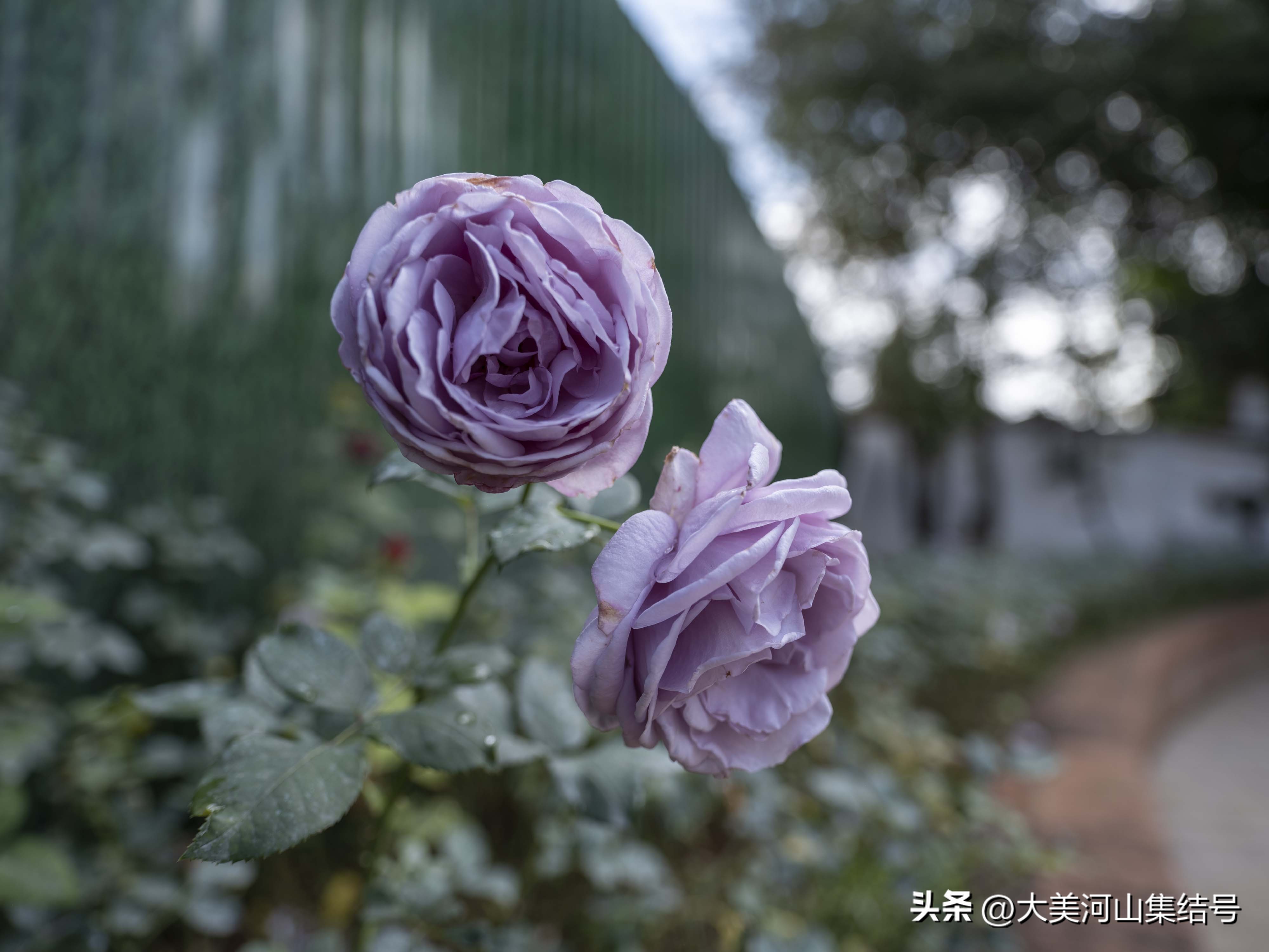 富士gfx100s铭匠光学50mmf1.2,富士中画幅gfx50二代对比gfx100s