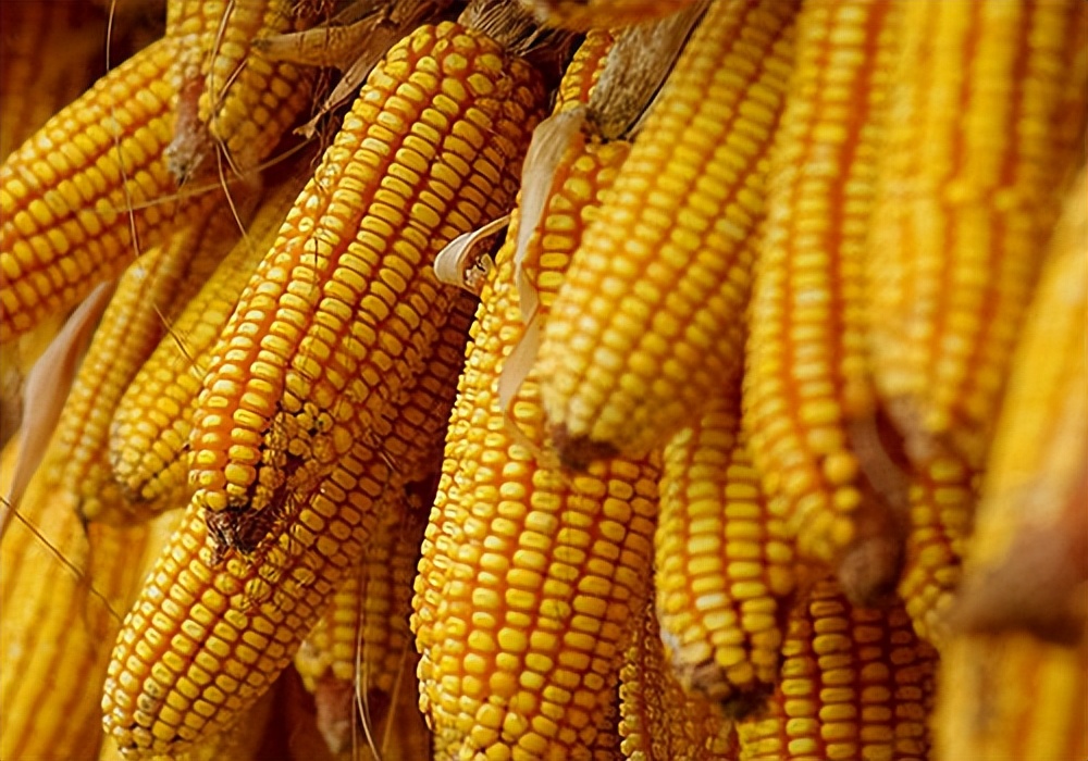 小心“玉米”把鸽养太肥