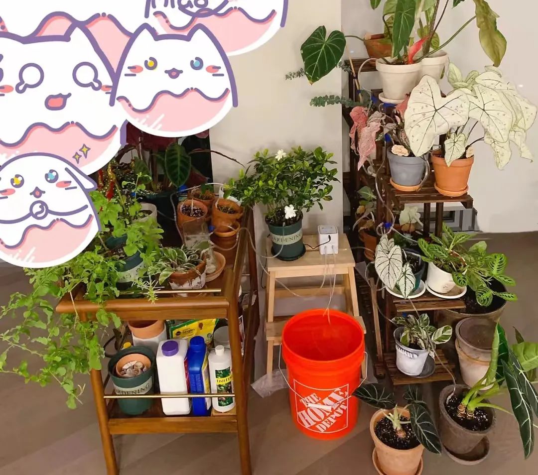 浇水的正确方法和技巧视频,浇水的技巧绝对是个重要的环节