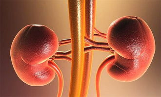 肾病综合征患者停药后要注意什么,老年人肾病综合征有哪些注意事项