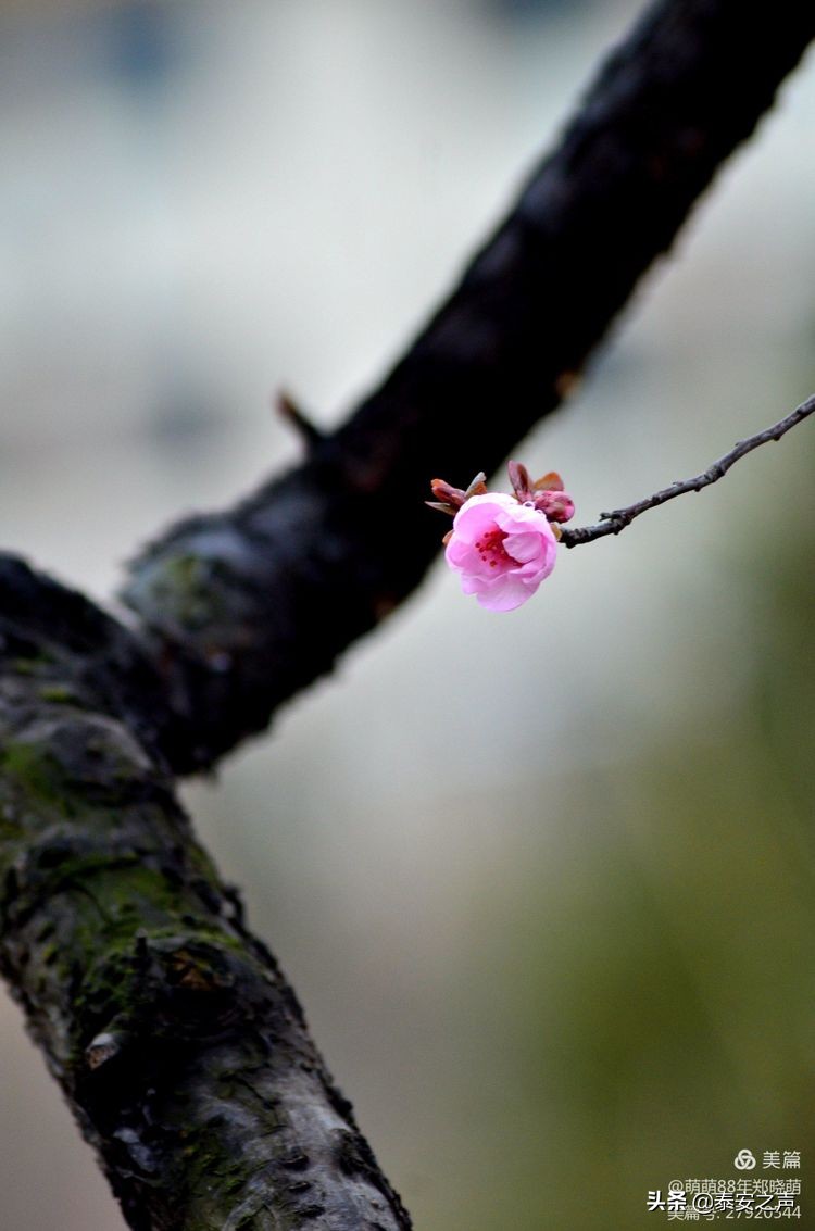 春风拂柳梅花开,桃李春风梅花开