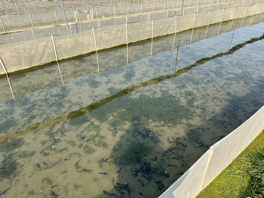 蛙声一片念出致富经