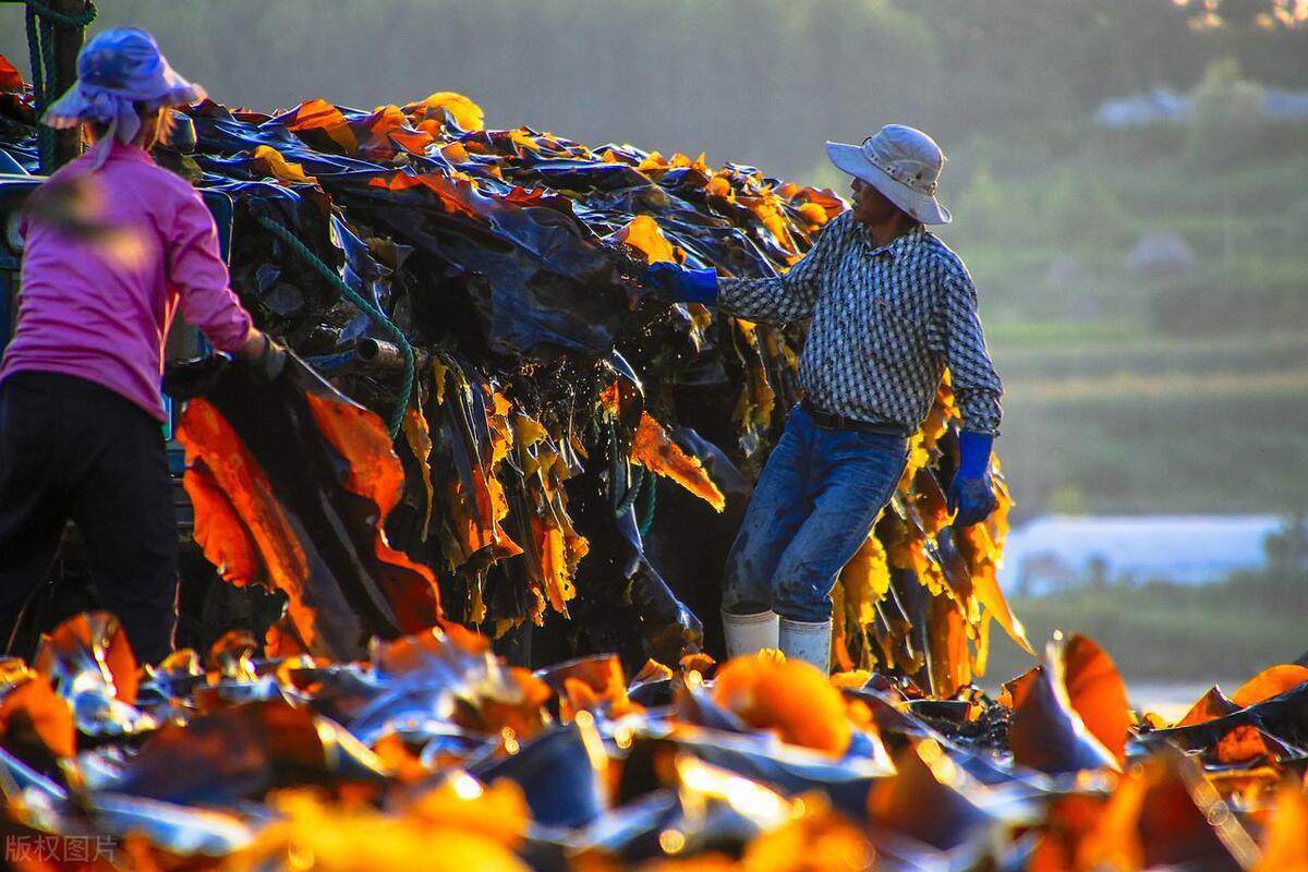 中老年人吃什么菜对身体好,什么菜高蛋白软糯适合老年人吃