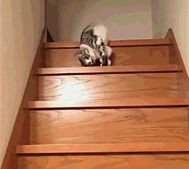 猫做核酸了么,猫核酸检测有必要做吗