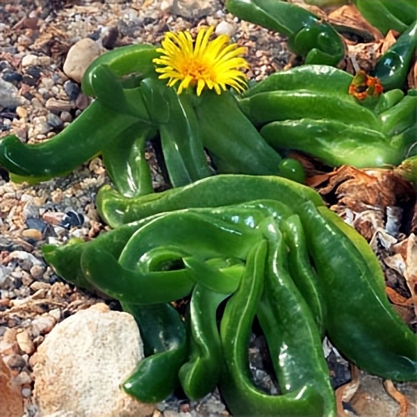 102个大类近500个多肉植物图片，都极其美丽，建议在家中也养一盆