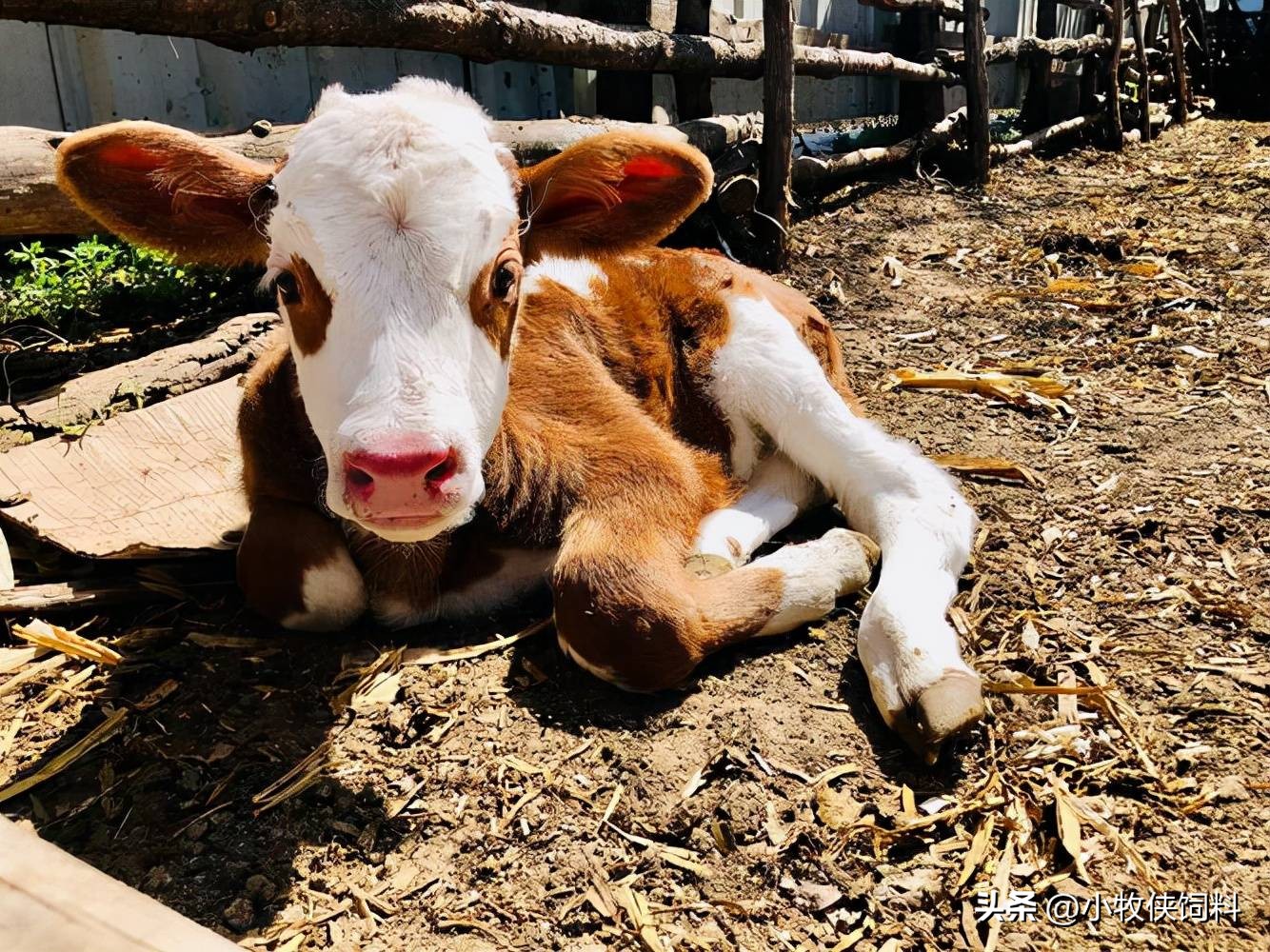 牛犊站不起来用什么药,牛犊站不起来土方法