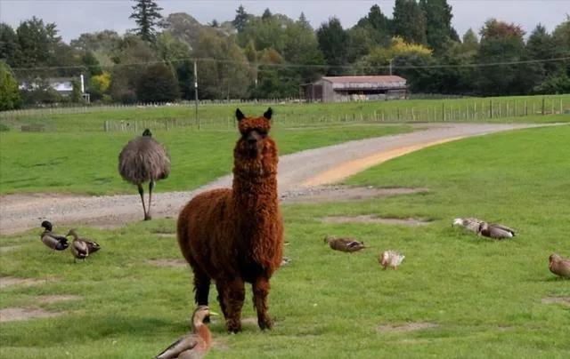 新西兰风景冷知识简介,真实的新西兰你了解多少