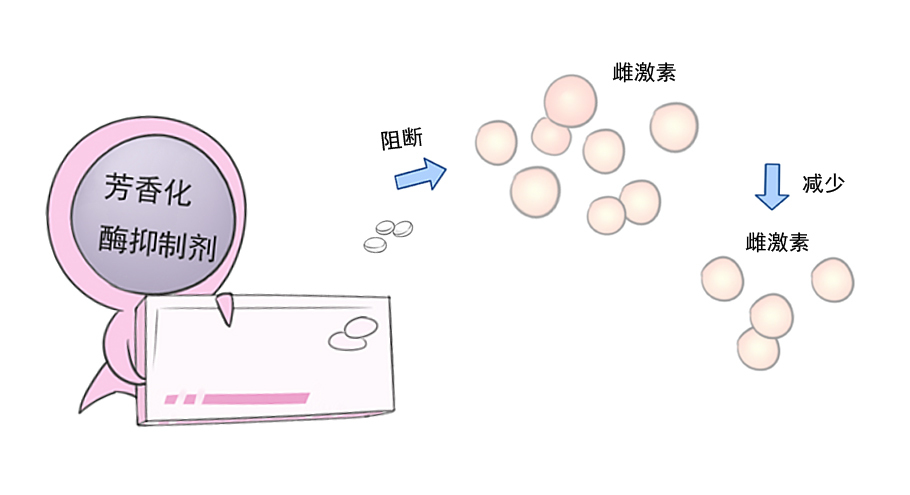 乳腺癌的内分泌治疗之依西美坦、阿那曲唑、来曲唑