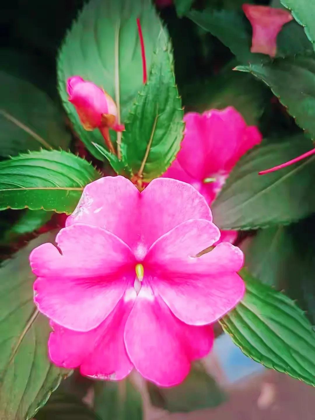 美丽五颜六色的凤仙花,七月最美的花景视频素材