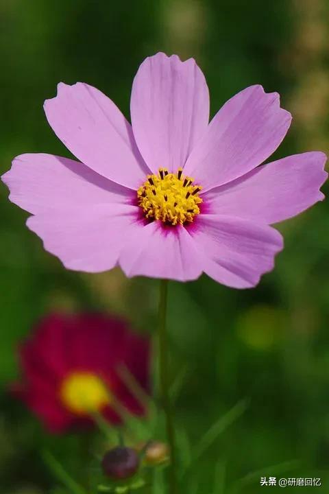 生命只有一次别活得太累,生命只有一次别让自己活得太累了