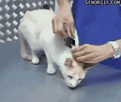 80个神奇的真实照片，不高兴的狗子，崎岖的铁路，倒立劈叉拉筋