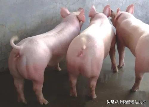 现代猪场猪怎么养殖的,养猪生产技术手册