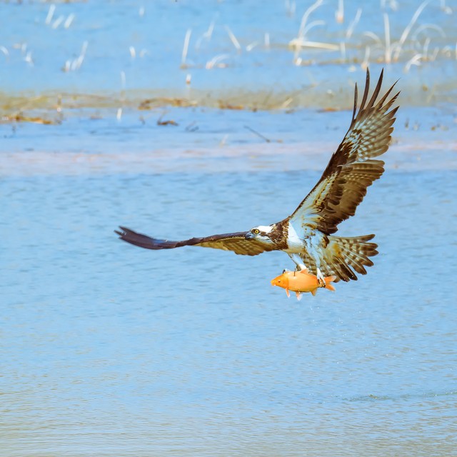动物食物推荐,动物怎么分辨食物好不好