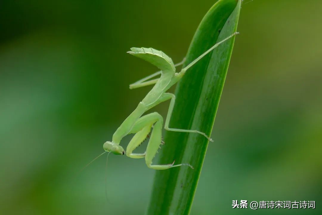 芒种有努力秋天有收获,芒种忙的是收获