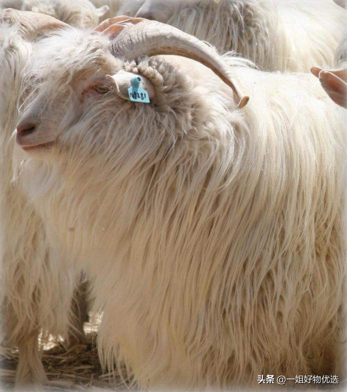 羊绒围巾小众品牌推荐,苏格兰羊绒围巾最好的牌子