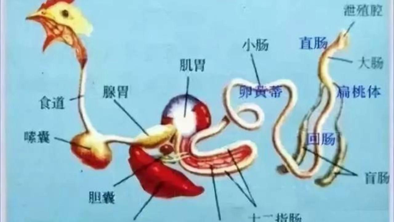 为什么鸡吃的饲料特别臭,鸡为什么吃沙粒和泡沫