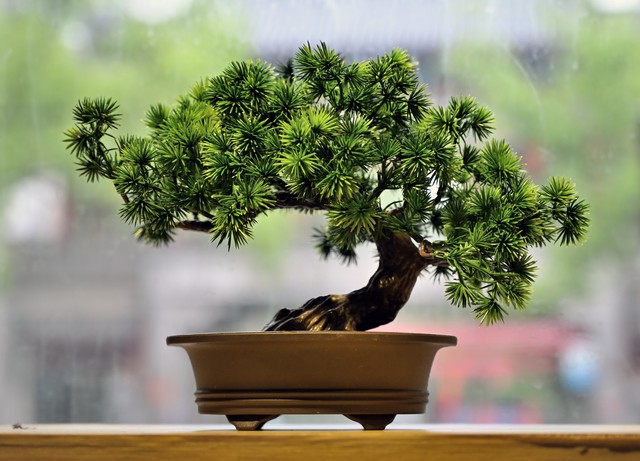 山货怎么赚钱,农村山货怎么赚钱