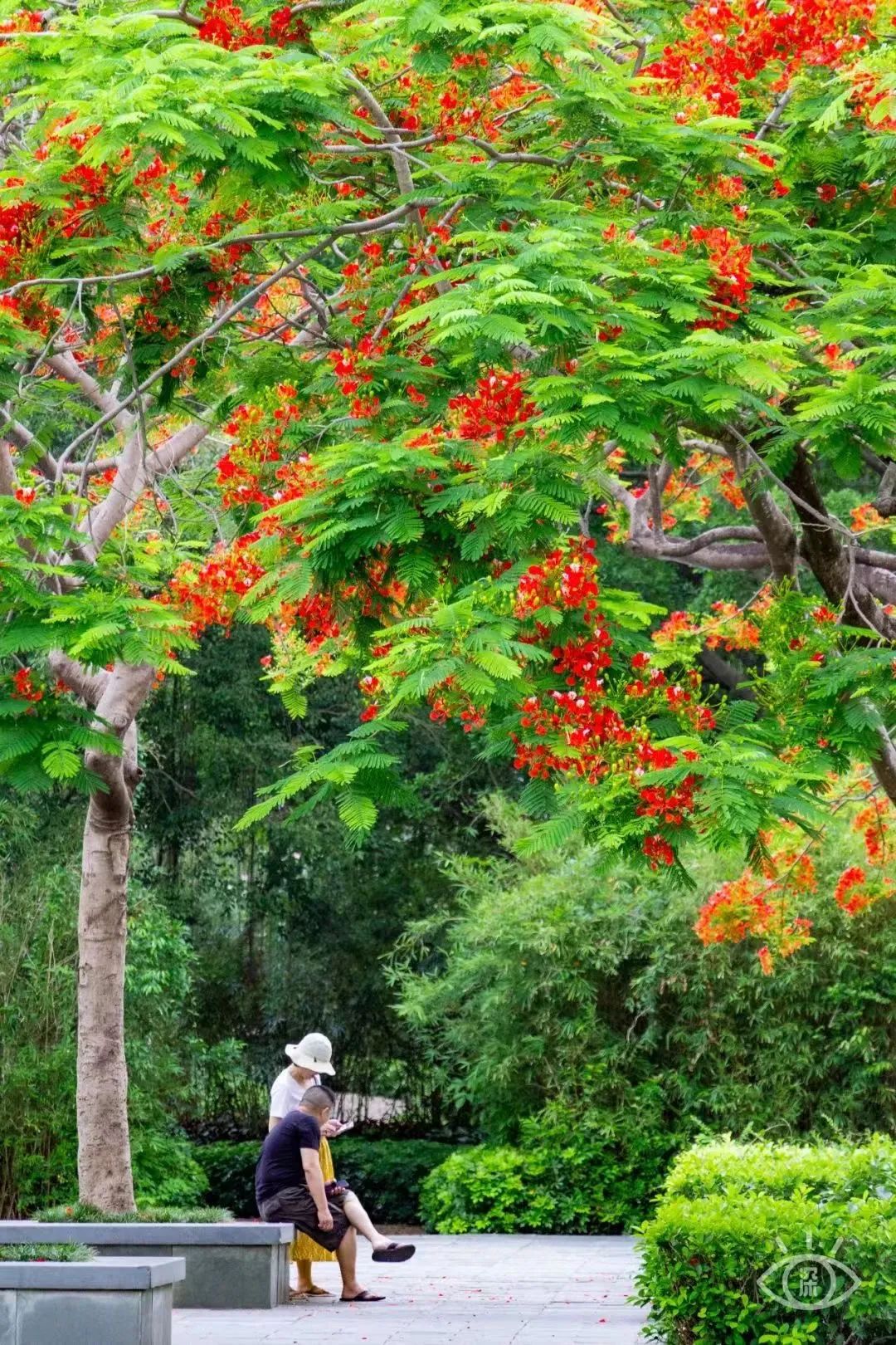 深圳3月14个赏花胜地全部免费,深圳清明节踏青赏花好去处