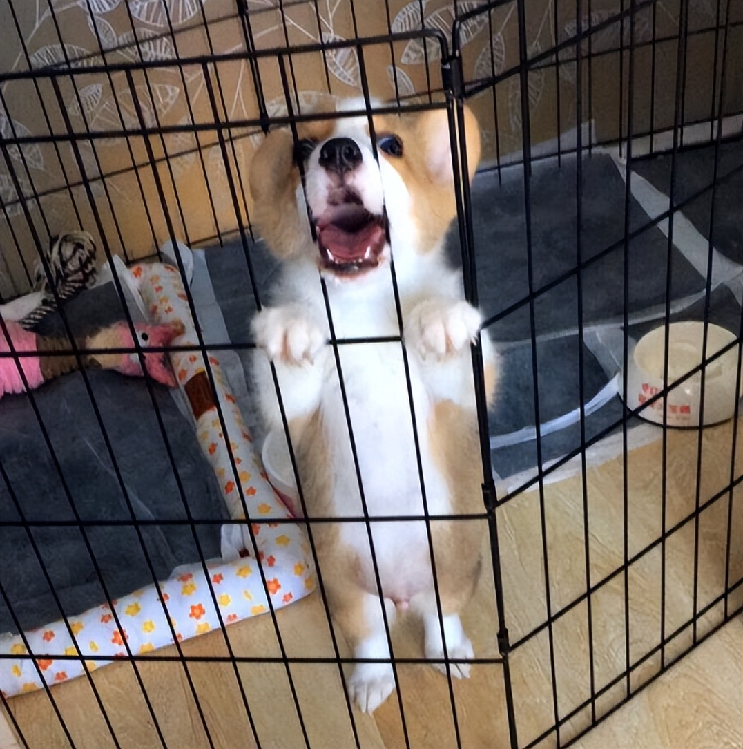 边牧狗狗训练教程18个技巧,狗狗大小便训练技巧