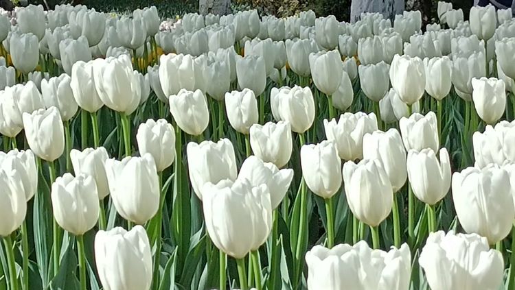 郁金香高贵典雅姿态万千,淡雅郁金香