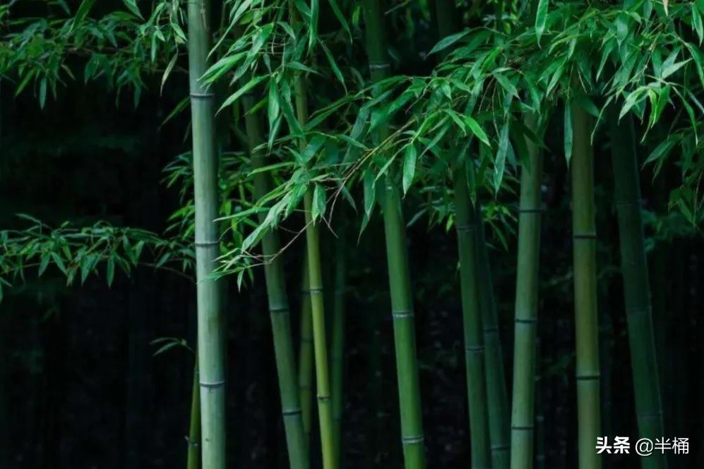 竹子开花马上搬家有这说法吗,竹子开花人要搬家有这种说法吗