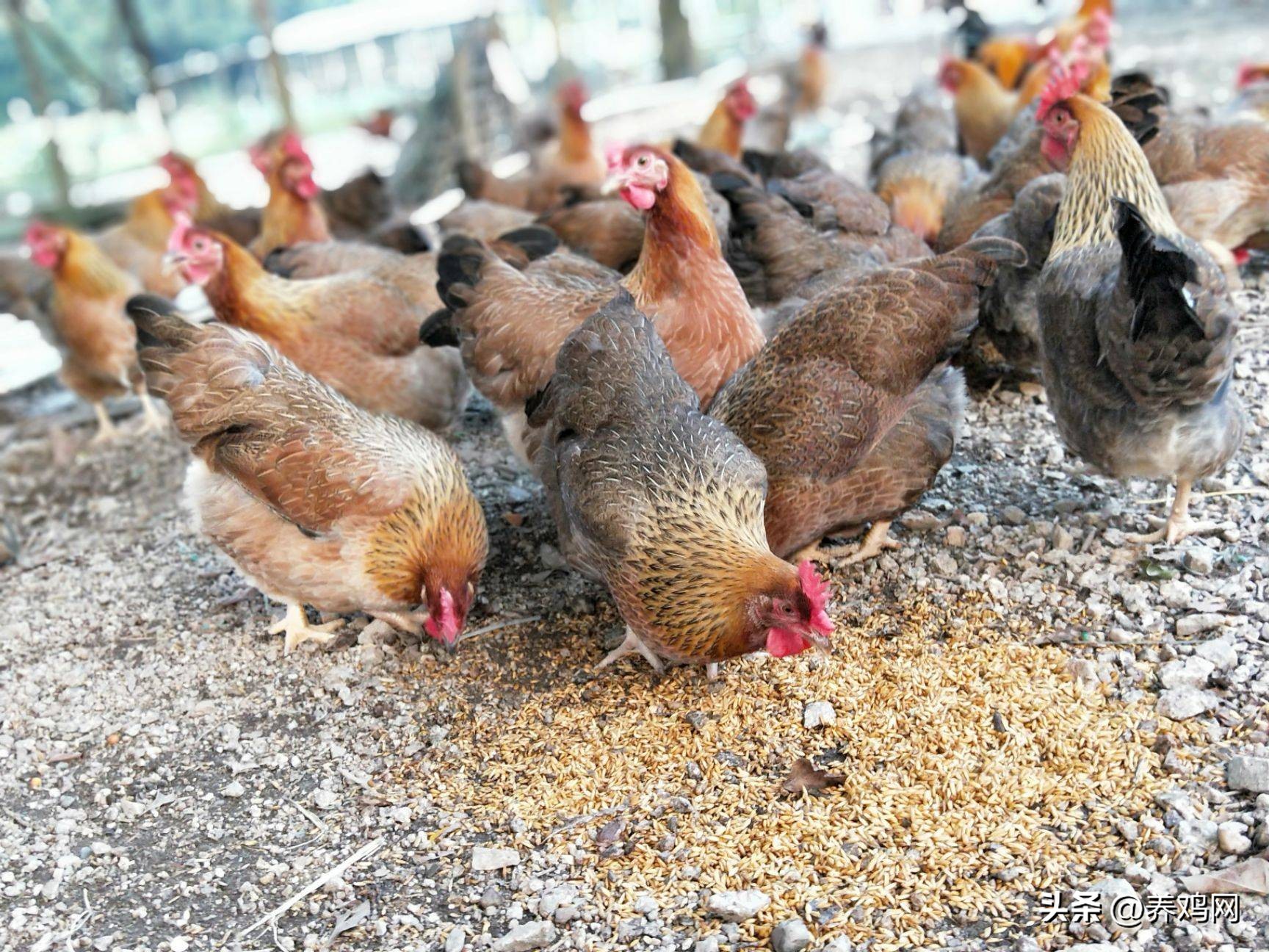 黄小爬:怎样销售养殖设备能够成功?