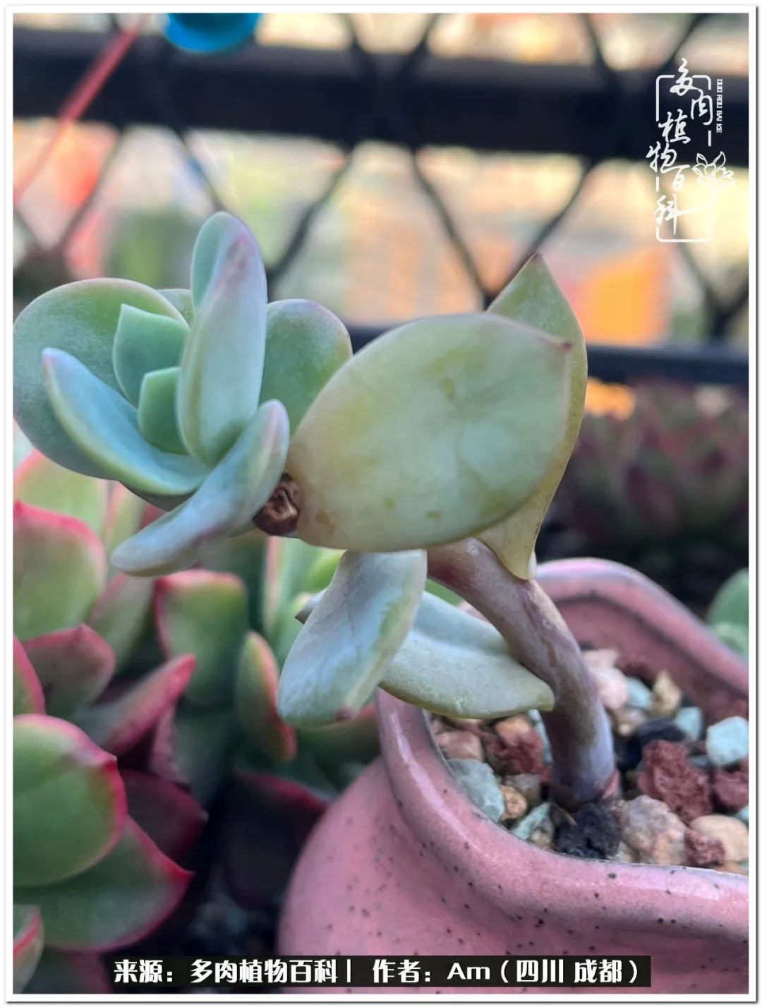 多肉小盆友生活多姿多彩,多肉小精灵福享不停