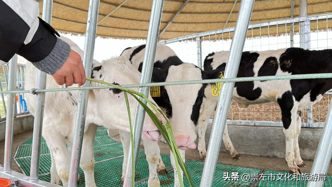 崇左元旦旅游攻略,三月三广西崇左攻略