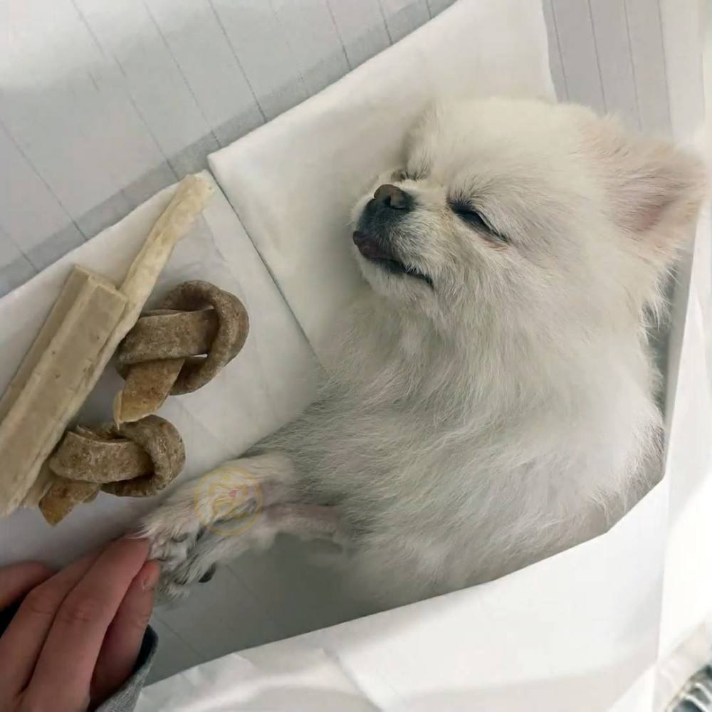 养博美的禁忌和注意事项,养博美怎么防止乱叫