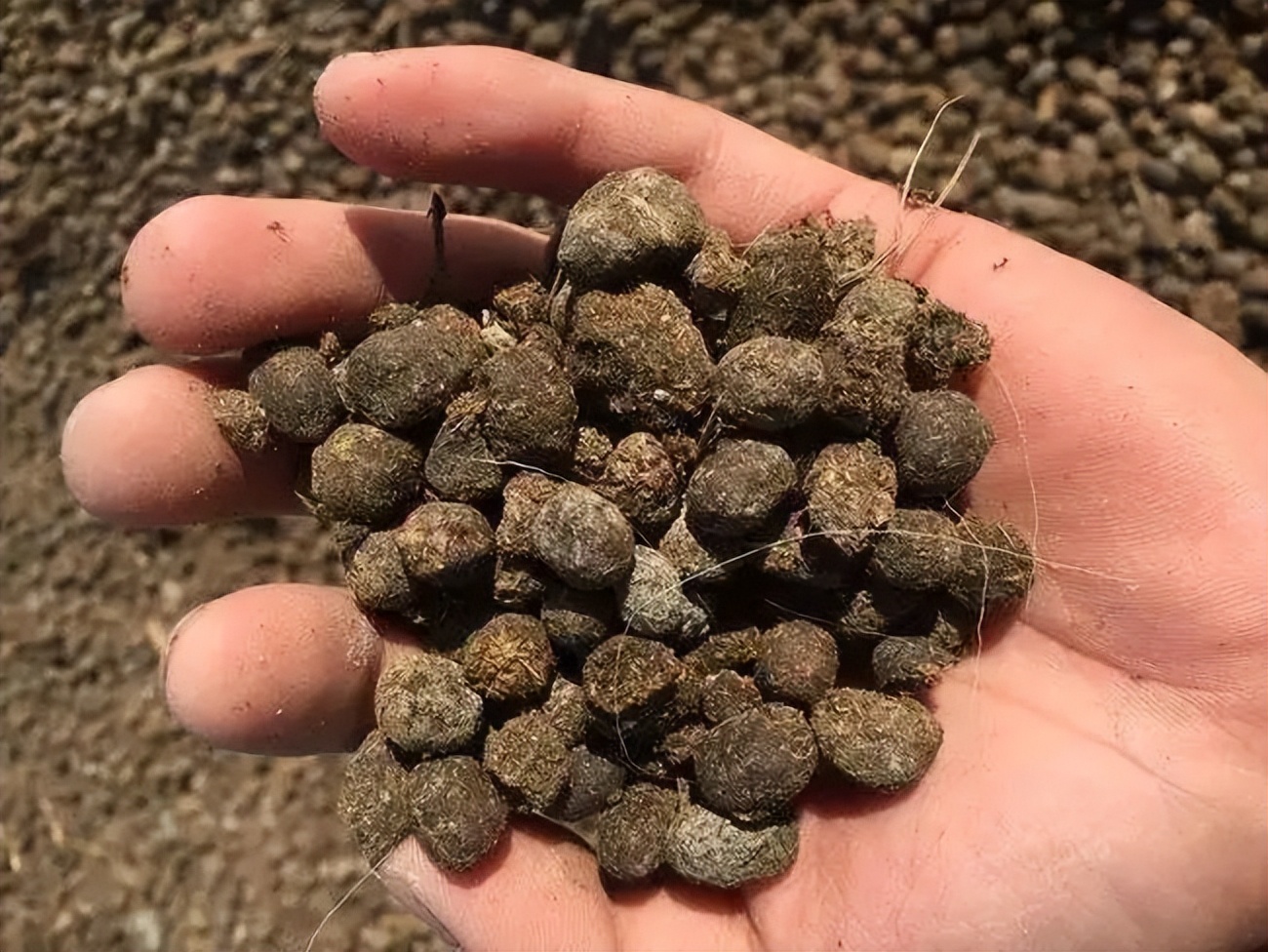 90程序员卖羊粪,90后程序员赚39万