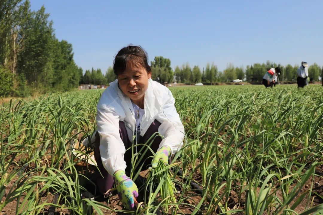 特色农业助增收乡村振兴谱新篇,乡村振兴大蒜丰收
