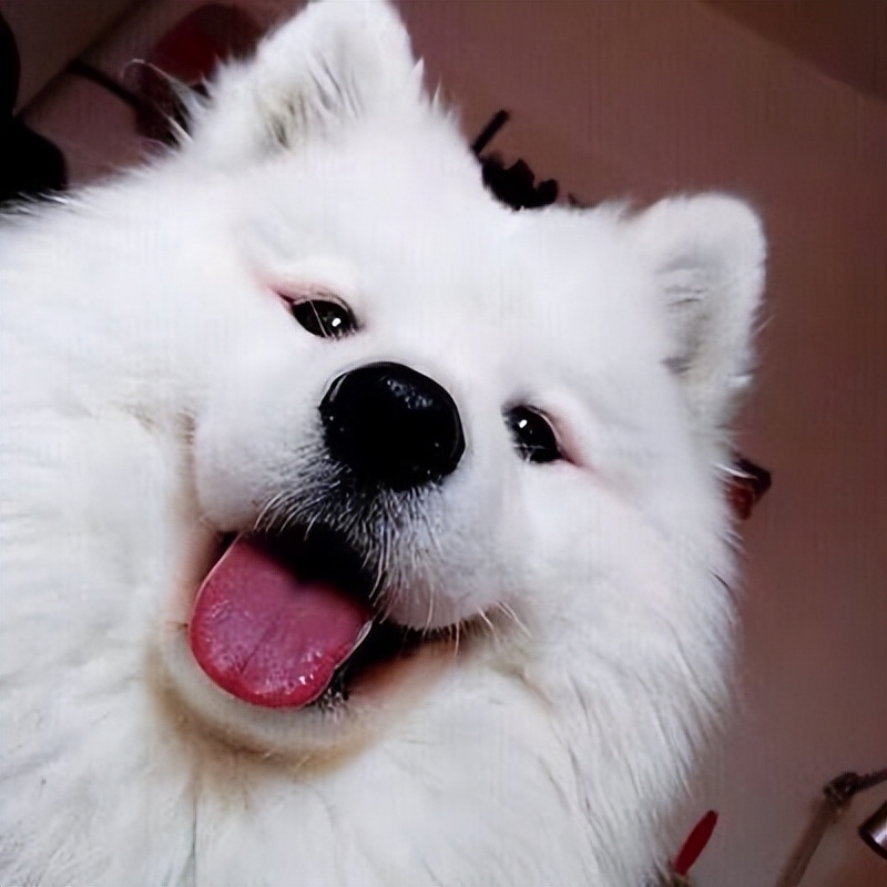 全网最受欢迎的十位狗狗,受欢迎的十大狗第一排为土狗