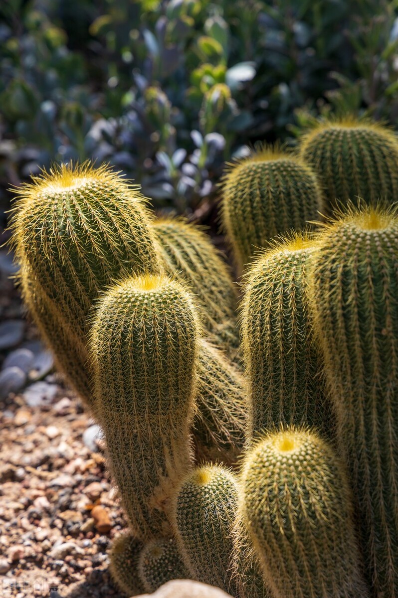 28种不同类型的仙人掌植物,多种品种仙人掌如何栽种