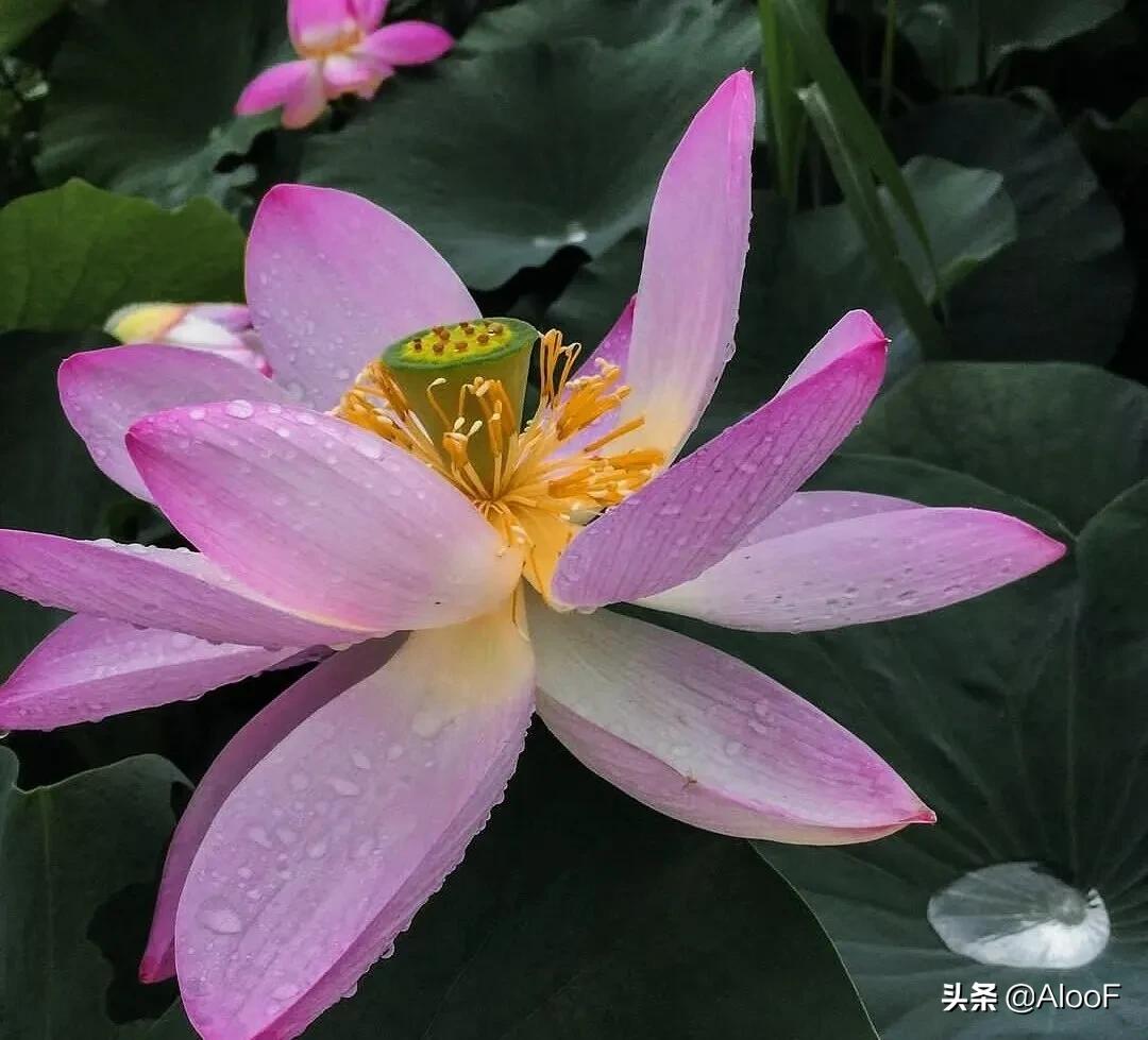 唯美的荷花壁纸,唯美荷花水墨画